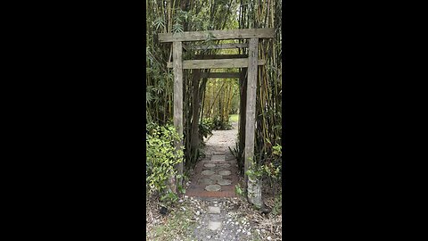 Bamboo garden update