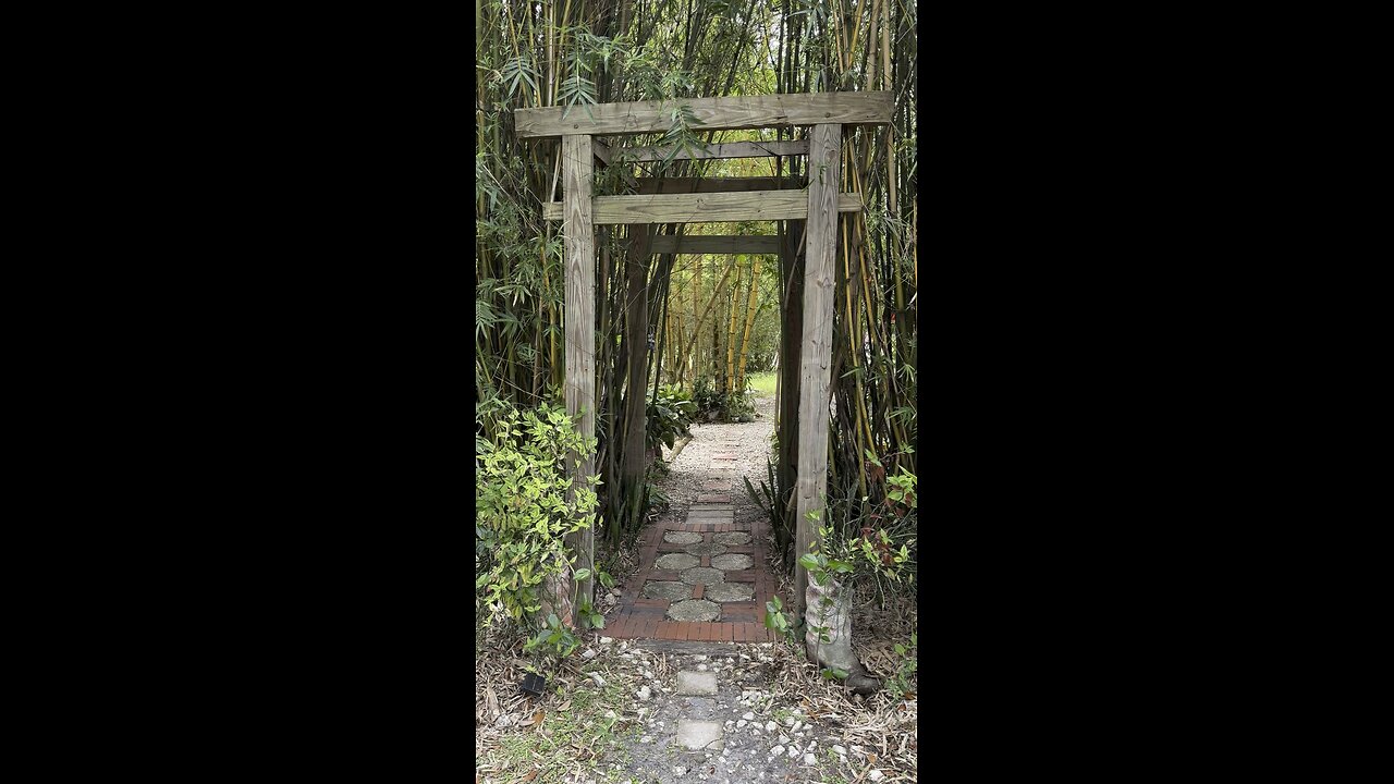 Bamboo garden update