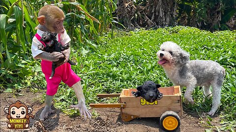 Super touching! The process of YiYi finding and taking care of poor stray dog