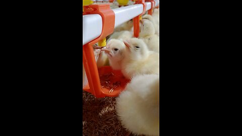 Cute Baby Goat Drinks Water and Plays in Village – Real Farm Life