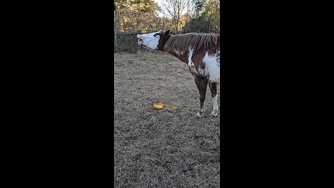 Moon Dancer taste testing reaction. 🤣🐎🤣
