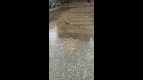 The platypus is truly unique in its anatomy.