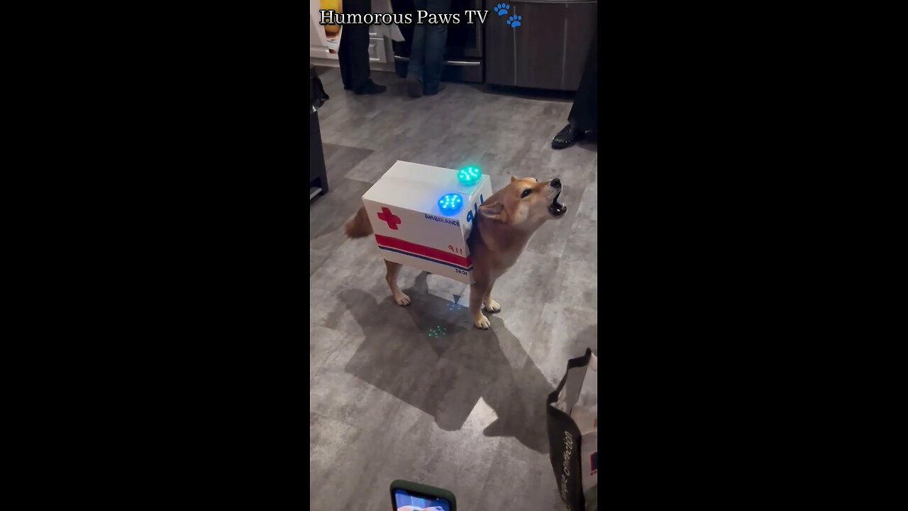 Best and Funny Short Animal Videos