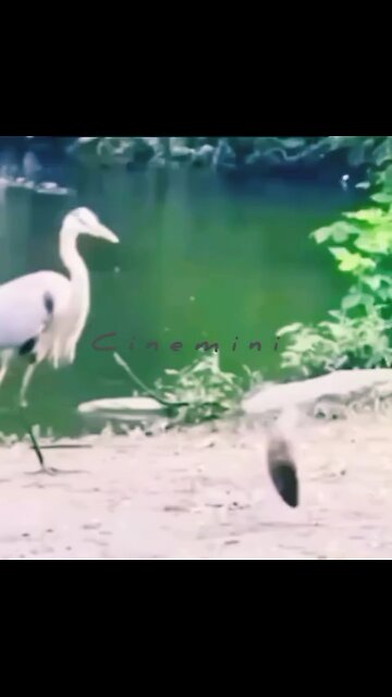 🎉Happy birthday everyone🌞It's To LAUGH When Watching This Video Cute DOG|cute cat|Please Follow me