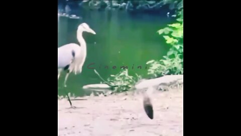 🎉Happy birthday everyone🌞It's To LAUGH When Watching This Video Cute DOG|cute cat|Please Follow me
