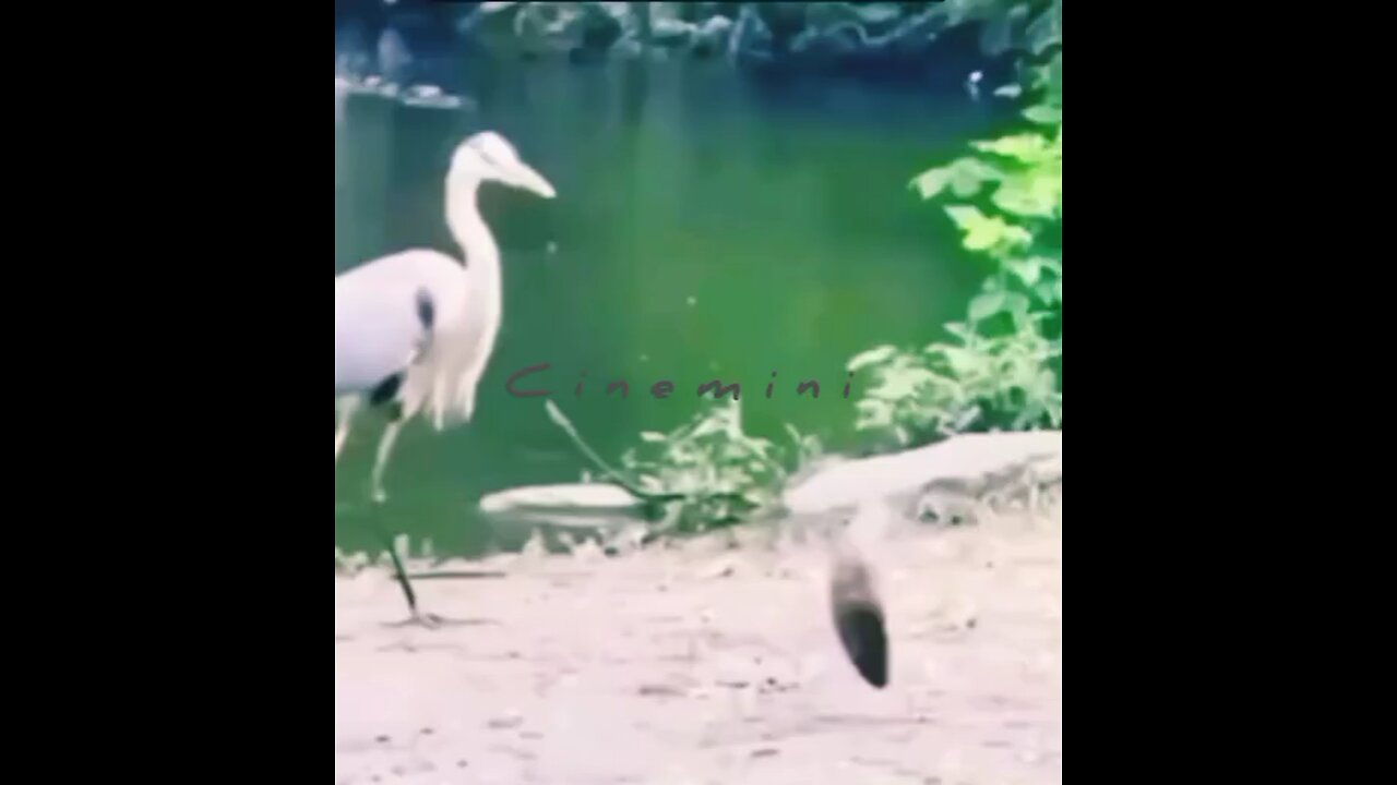🎉Happy birthday everyone🌞It's To LAUGH When Watching This Video Cute DOG|cute cat|Please Follow me