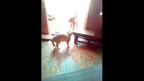 Dog vrs Cat