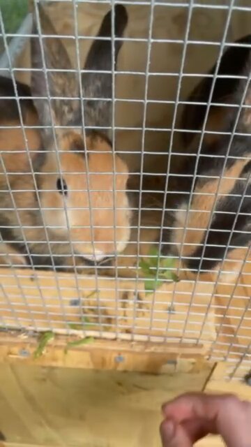 feeding 2 bunnies 1 clover
