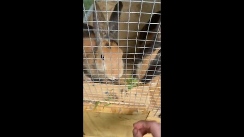feeding 2 bunnies 1 clover