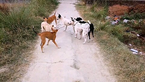🐶 Ultimate Play Fight! All My Dogs Having a Blast Together 🐾❤️