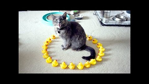 Super HILARIOUS & FUNNY videos - You'll LAUGH SUPER HARD