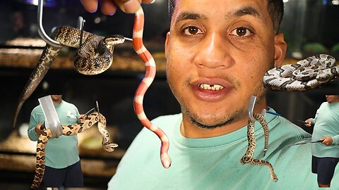 I Keep Venomous Snakes—Here’s My Full Collection!