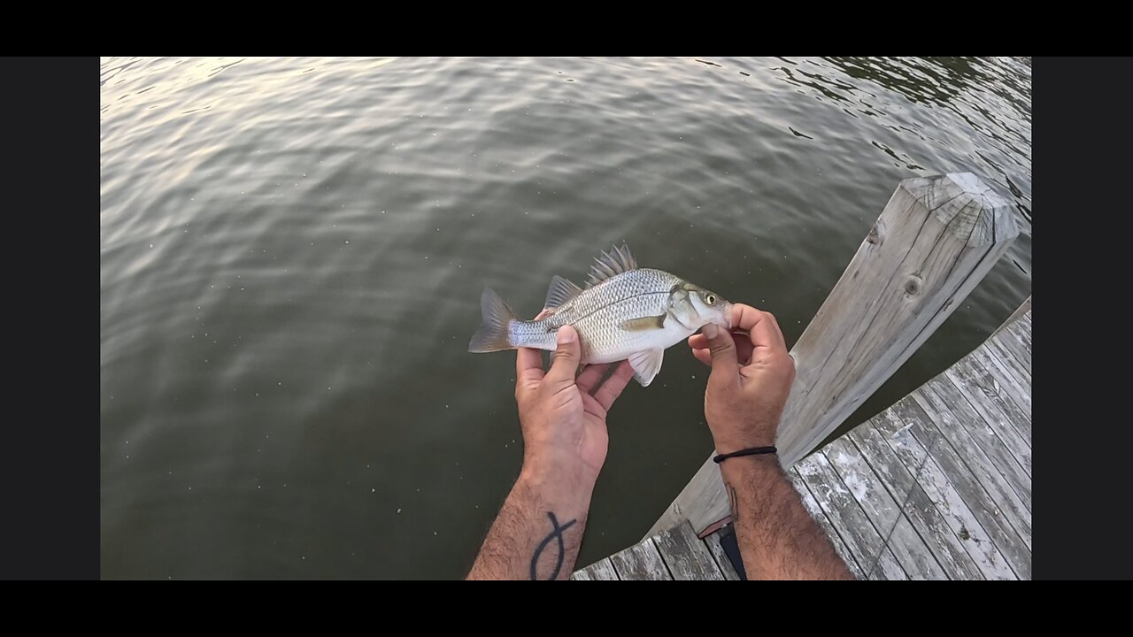 Michigan: White Bass in the Backyard