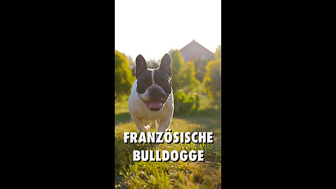 Französische Bulldogge - Hunderassen