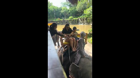 Elephant rides for entertainment are now banned throughout