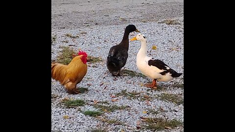 My fine feathered friends