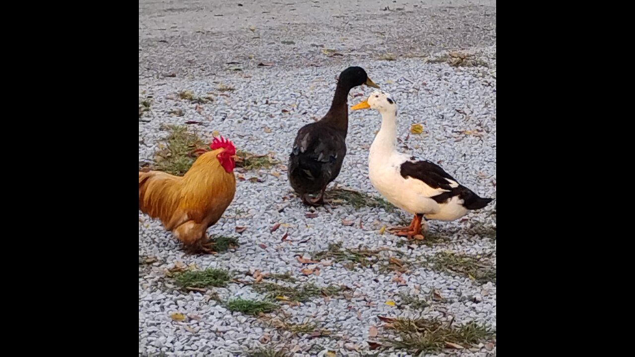 My fine feathered friends