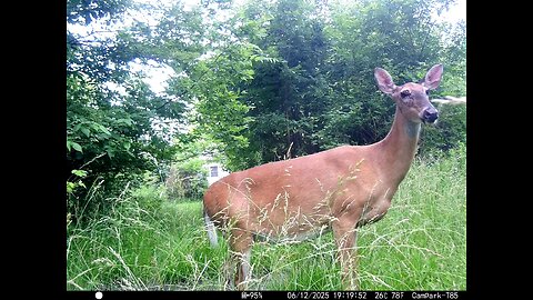 Deer Cam 06-12-2025 Game Cam Trail Cam