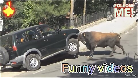 Craziest Animal Encounters of All Time