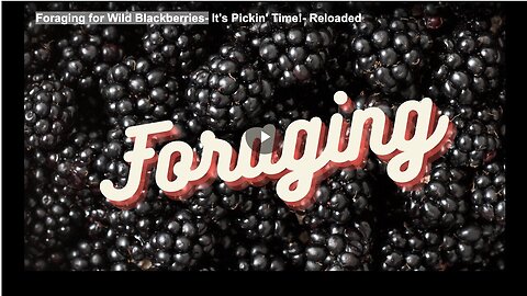 "Wild Blackberry Foraging"