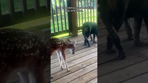 Собаки нашли потерявшегося олененка и привели его в дом хозяйки