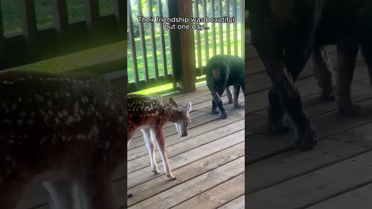 Собаки нашли потерявшегося олененка и привели его в дом хозяйки