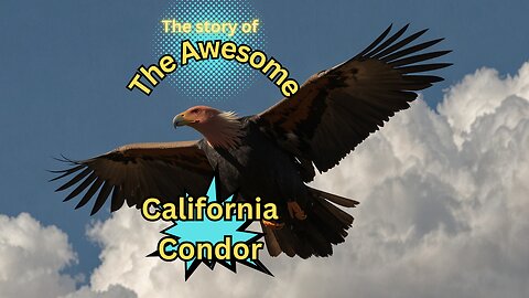 The Story of the California Condors