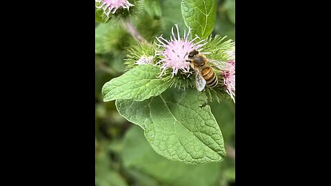 Quick hive check 7/16/25