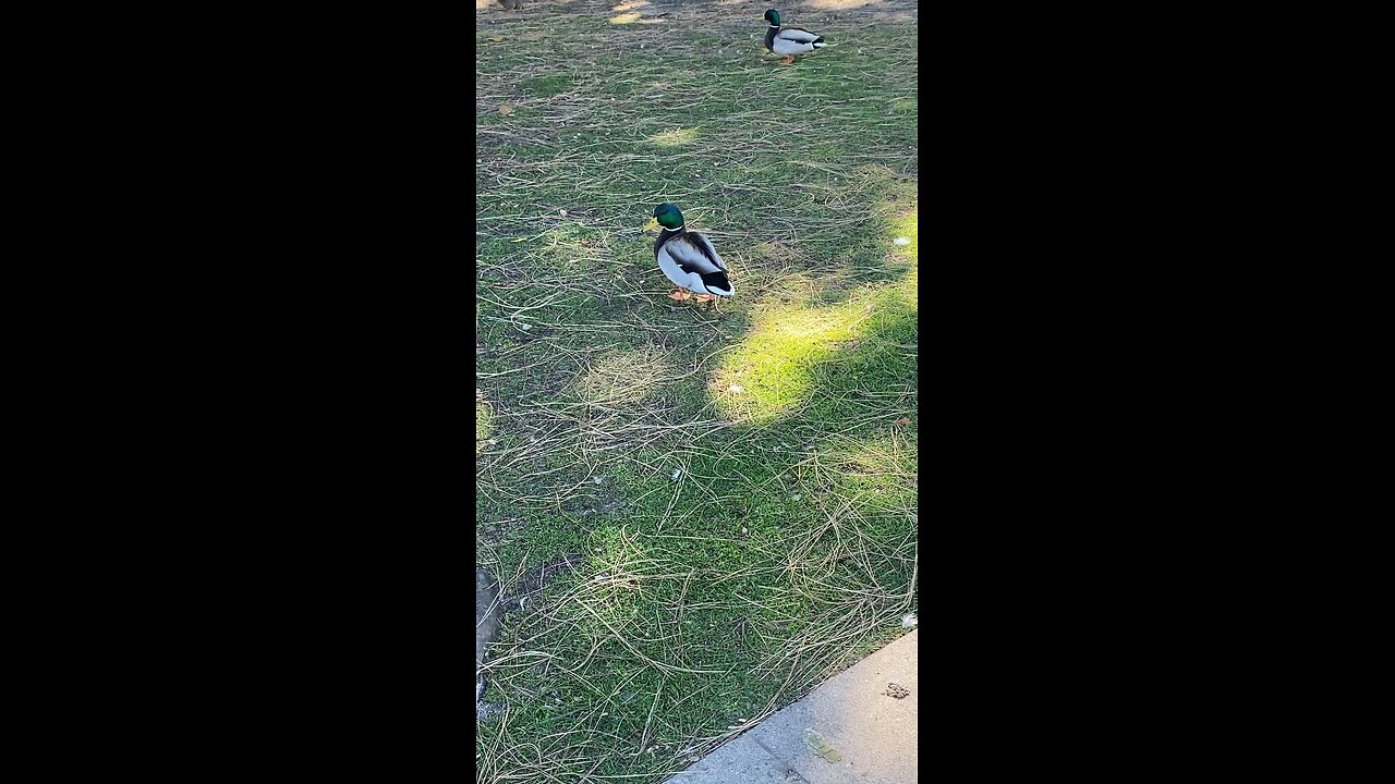 Mallard Duck 🦆 #mallardduck #duck #followme #shorts #viral #trending
