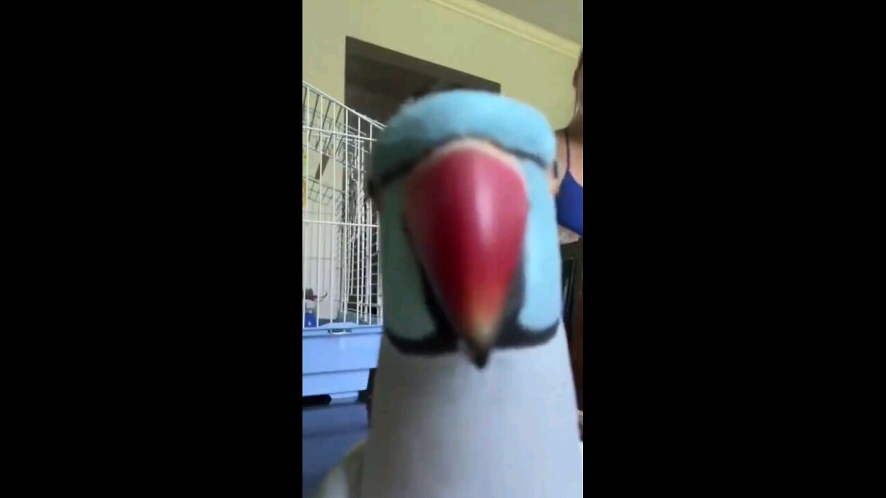 birdies herpes