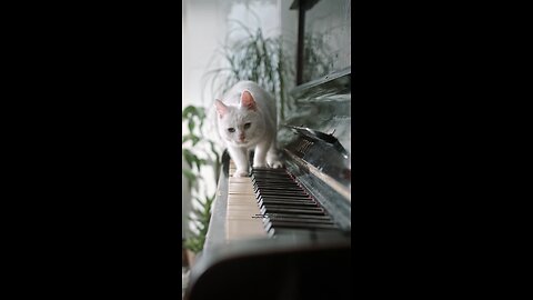 Cat direct registering walk technique