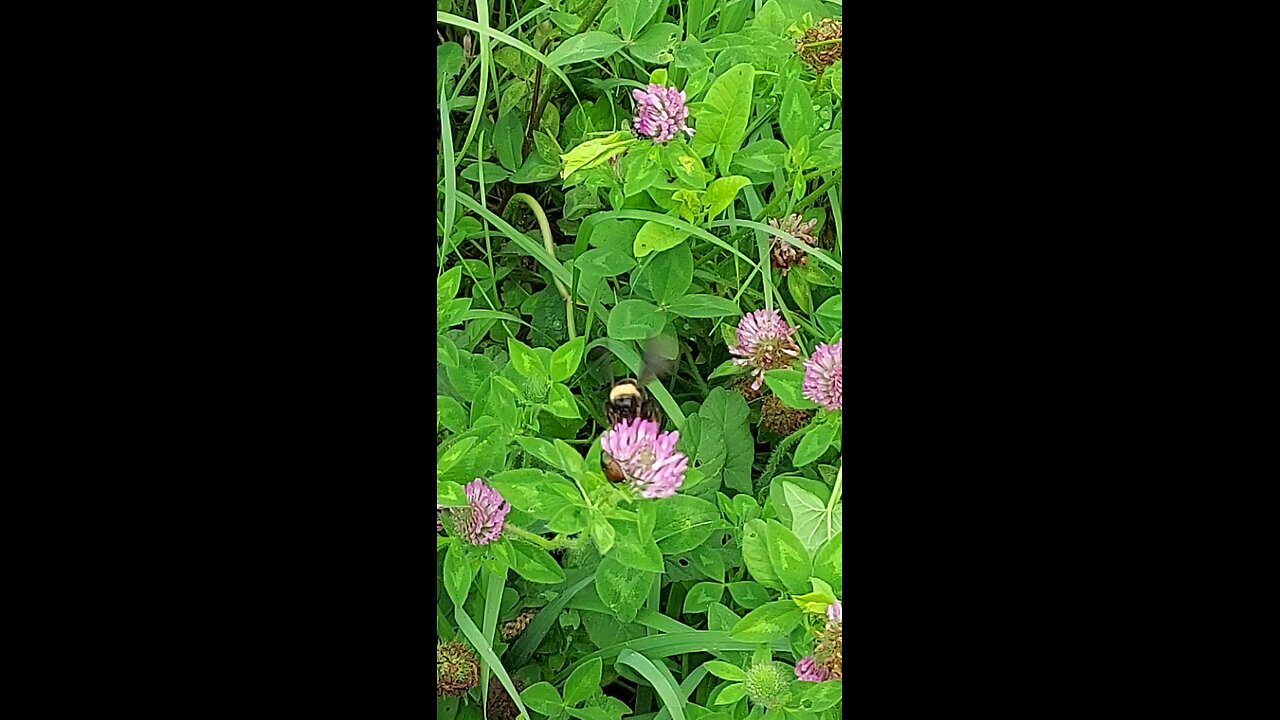 bumble bees 2of2
