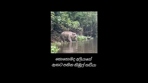 crocodile jump elephant back riverbank