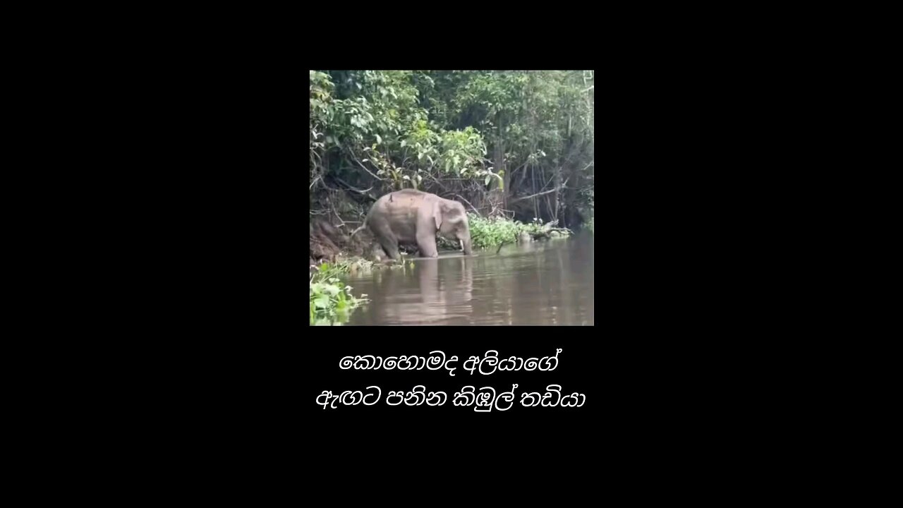 crocodile jump elephant back riverbank