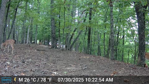 The Woods – 07/31/2025