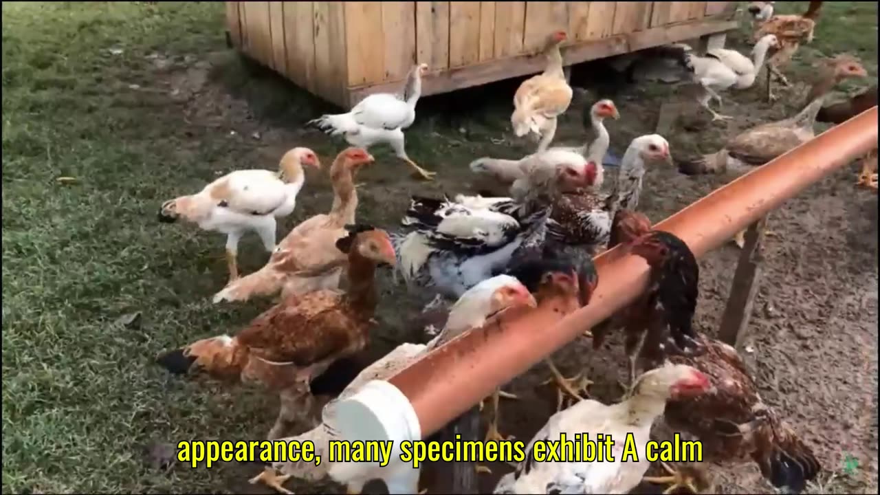 "The Rooster that Impresses – Giant Indian of High Lineage"