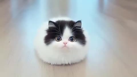 🐱 "Such a Small, Cute Cat 😍 | Cutest Little Furball Ever!"