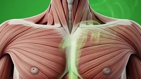 effect of eating garlic in human body #facts #science #health #anatomy