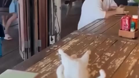 😂🐱 You Won't Believe This Lazy Cat's New Upgrade! | FunFM