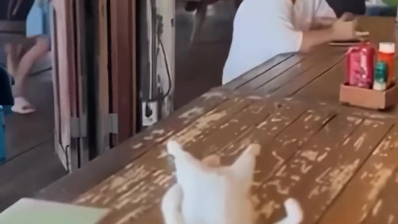 😂🐱 You Won't Believe This Lazy Cat's New Upgrade! | FunFM