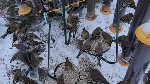 This mornings safflower seeds and sunflower chips pulling them in