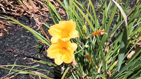 Daylilies