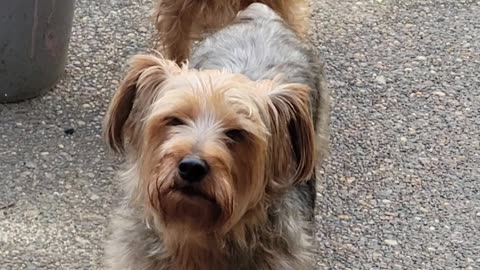 Treats or Death?! Batman & Chewy Reveal their REAL Priorities #funnydogs #yorkies