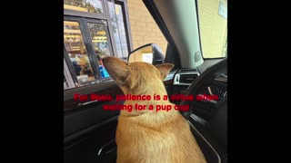 😂🐶 Beau Waits Patiently for His Pup Cup! | FunFM