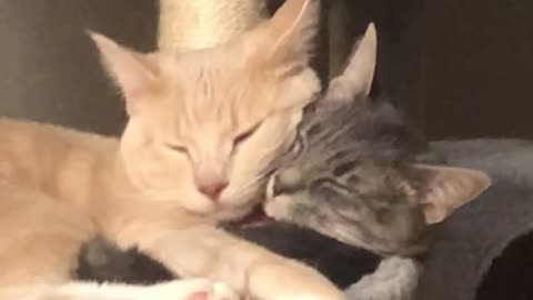 Alfredo and Luna Taking a Cat Nap