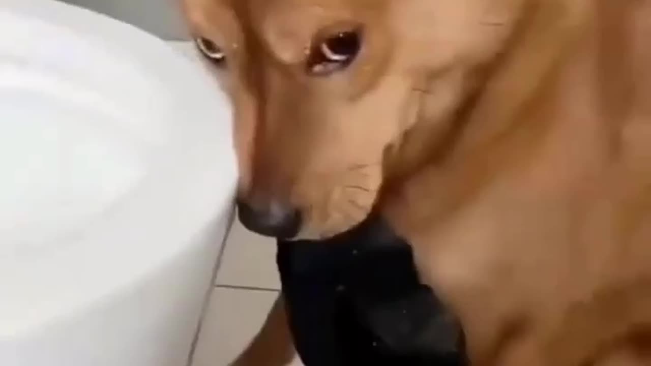Dog Funny
