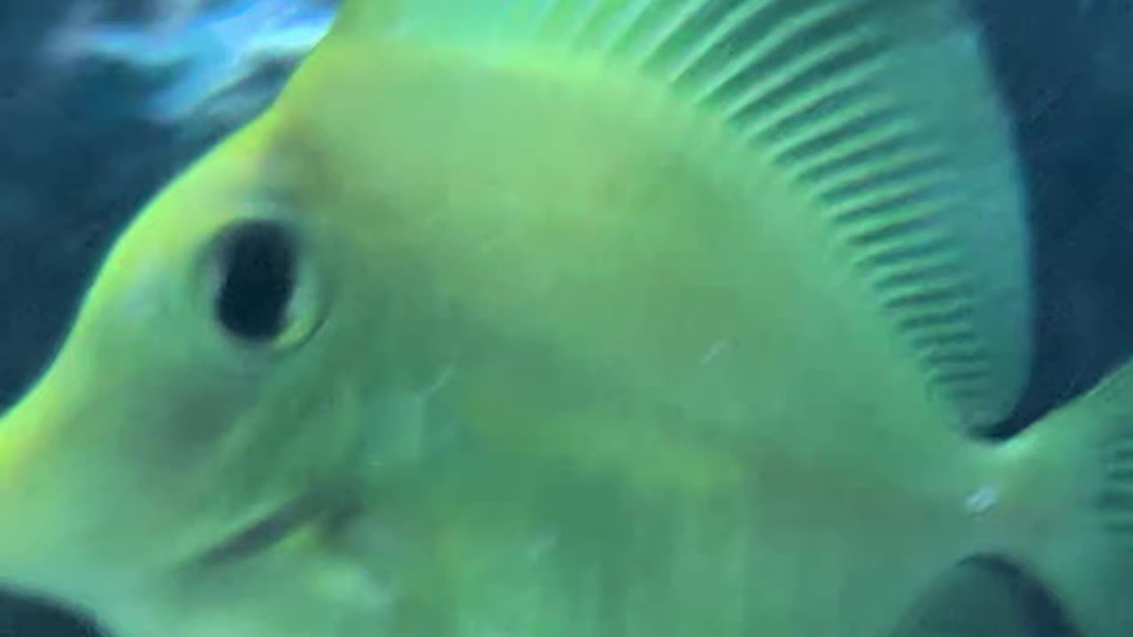 🐔🍌 The Ultimate Chicken Banana Dance! 😂 #FunnyFish #ReefTank #chicken #banana #fish #reeflife #fish