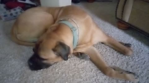Watson napping at moms
