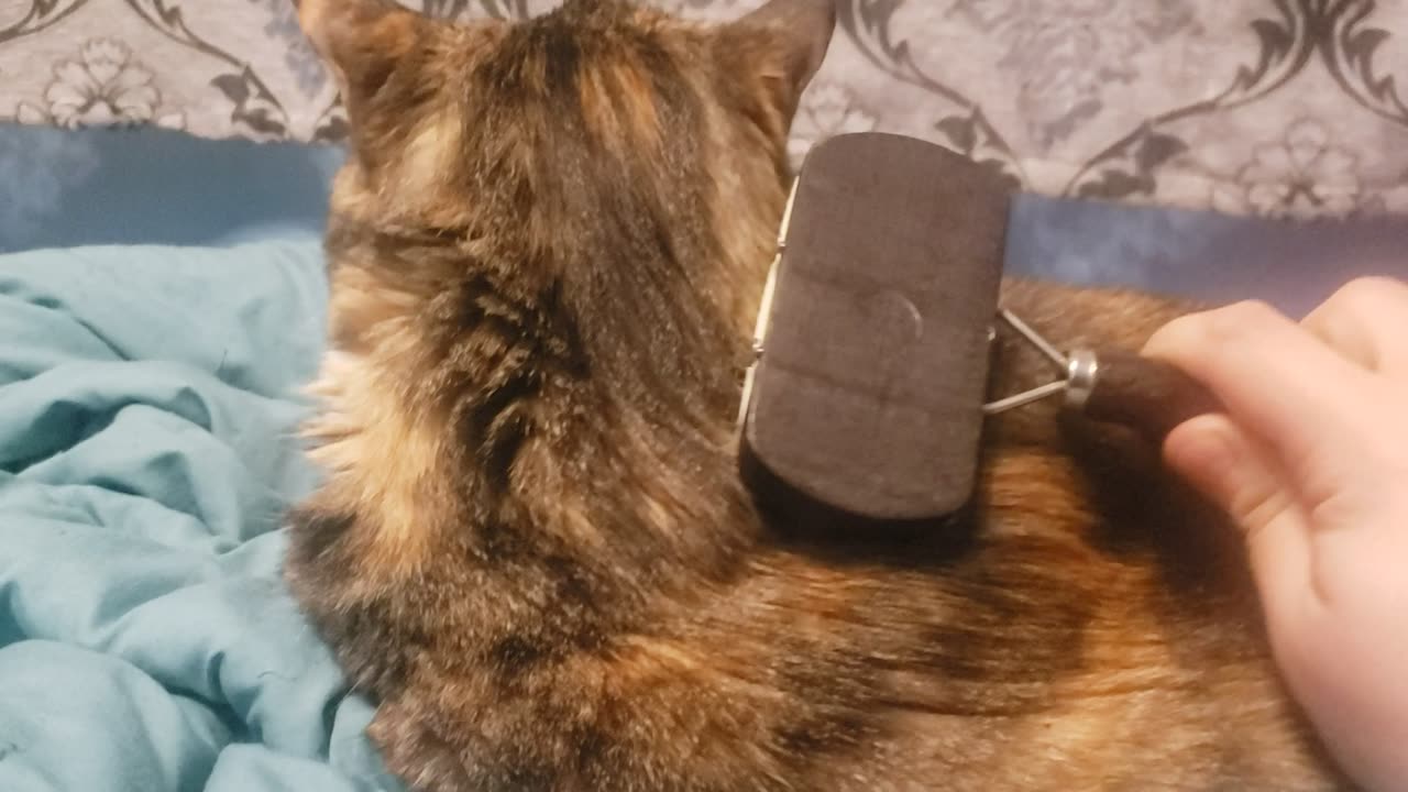 When a Cat Lets You Brush Them Live — Soothing