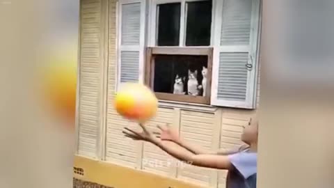 Funny animals